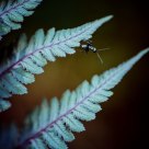 Ant and Fern